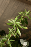 Salvia coahuilensis RCP3-2014 62.JPG